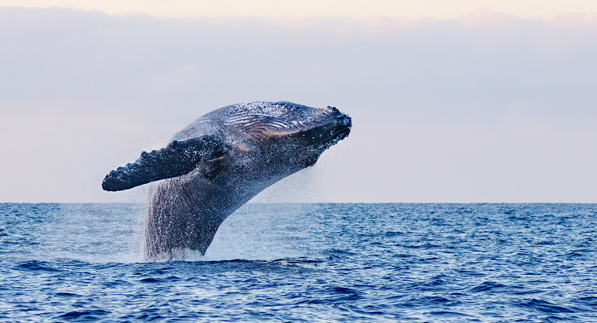 Whale-watching-los-cabos